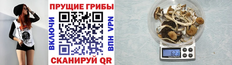 Галлюциногенные грибы Psilocybine cubensis где можно купить наркотик Куса